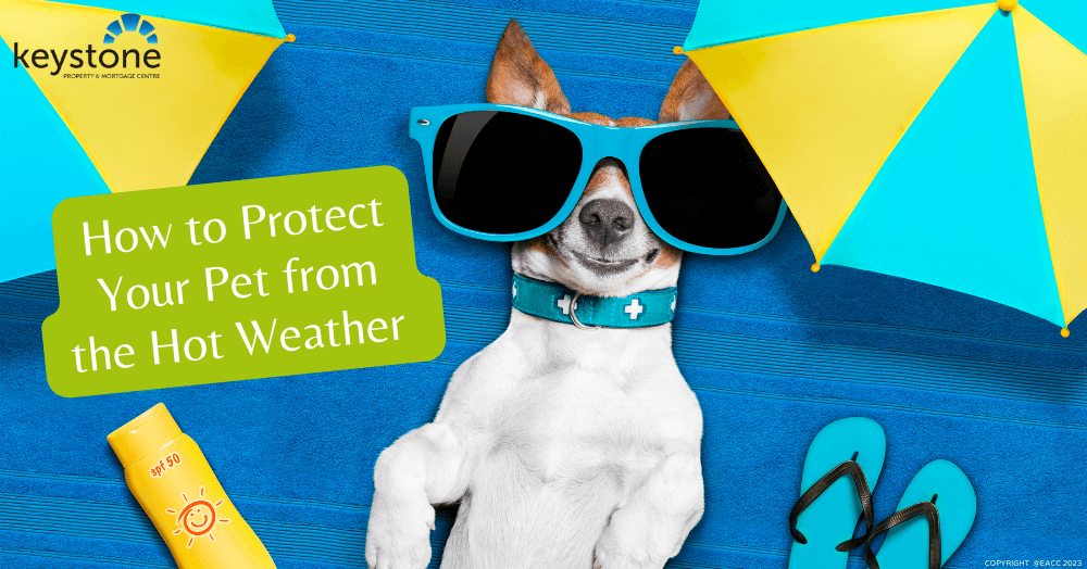 How to Protect Your Pet from the Hot Weather 🐱👓🐕 How to Protect Your Pet from the Hot Weather 🐱👓🐕